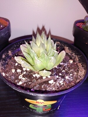 Haworthia Cooperi