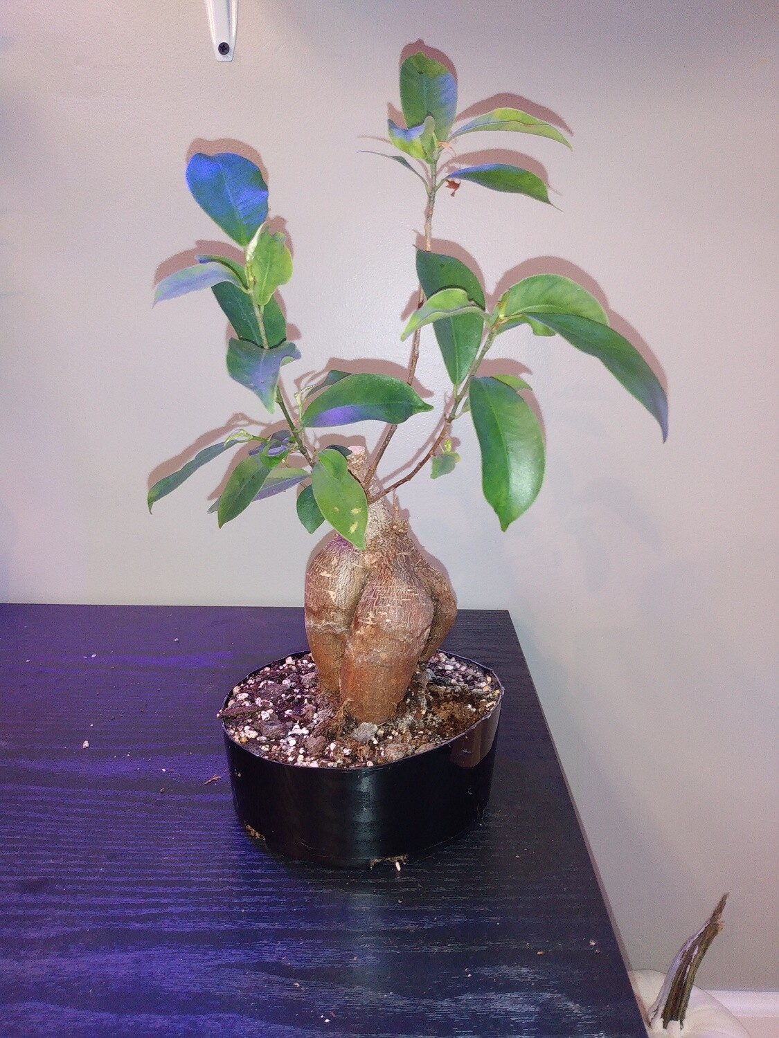 Ginseng Bonsai