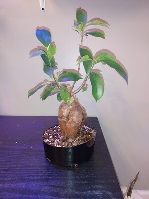 Ginseng Bonsai