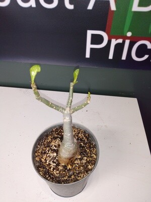 L. Adenium Rose