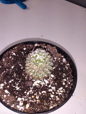 Notocactus