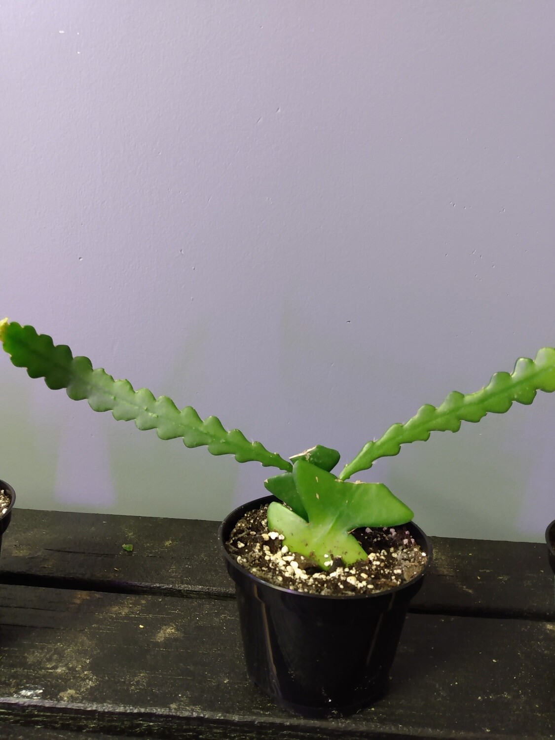 Fishbone Cactus
