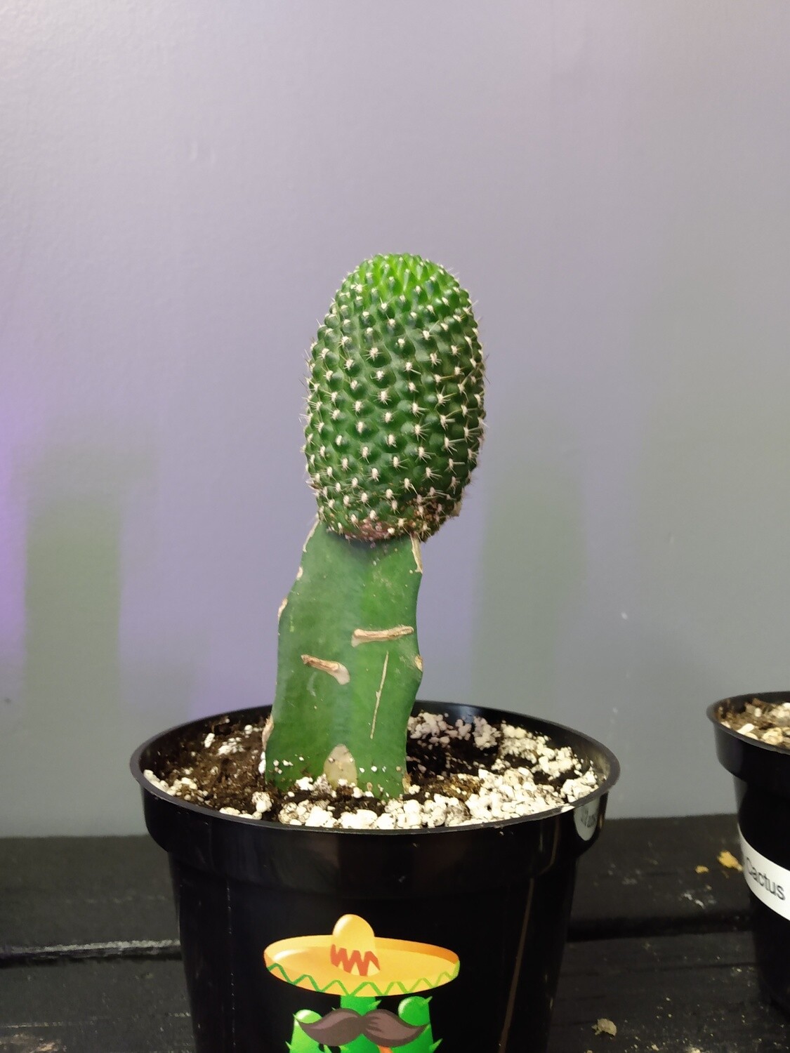 Grafted Rebutia Cactus Plant