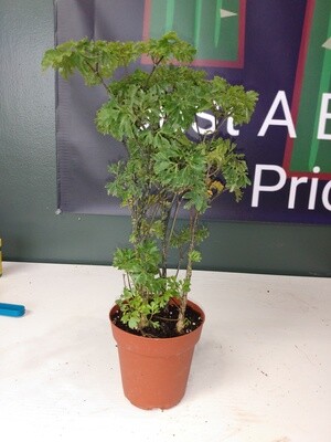 Japanese Ming Bonsai