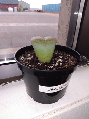 Lithops Living Stones