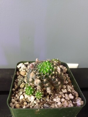 Lobivia Arachnatea