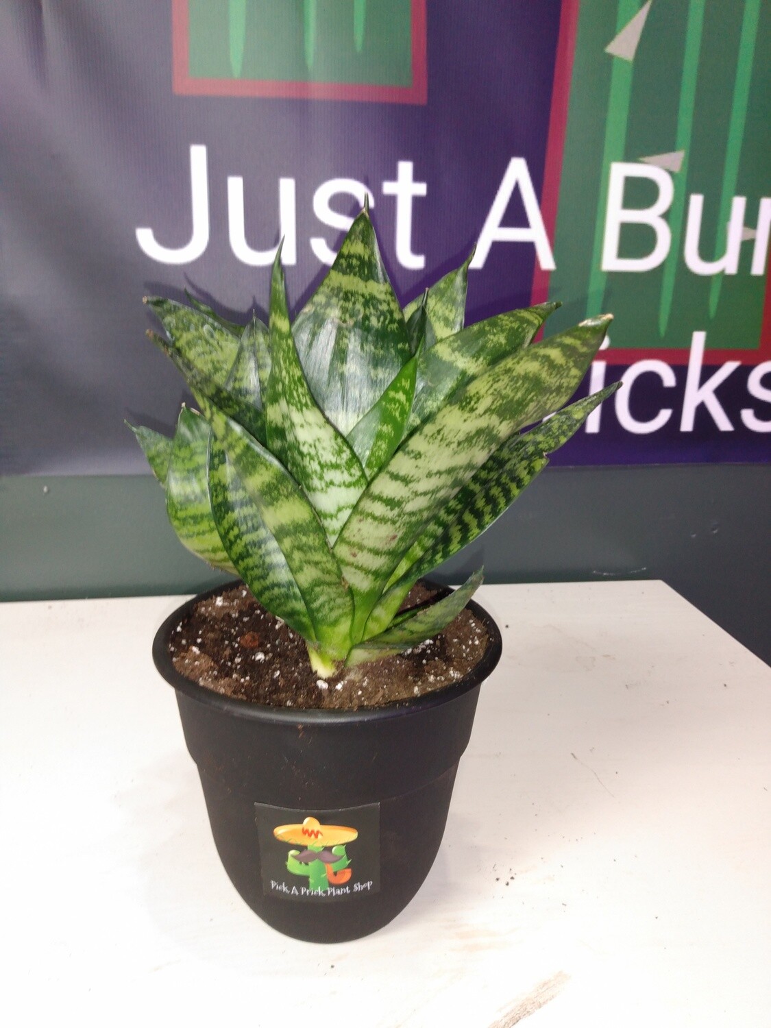 Snake Plant Dwarf