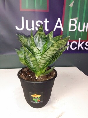 Snake Plant Dwarf