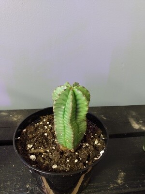 Tanzanian Zipper Plant