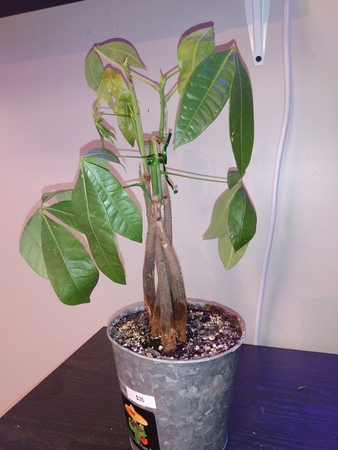 Money Tree