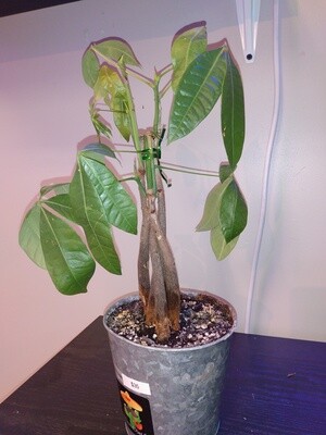 Money Tree