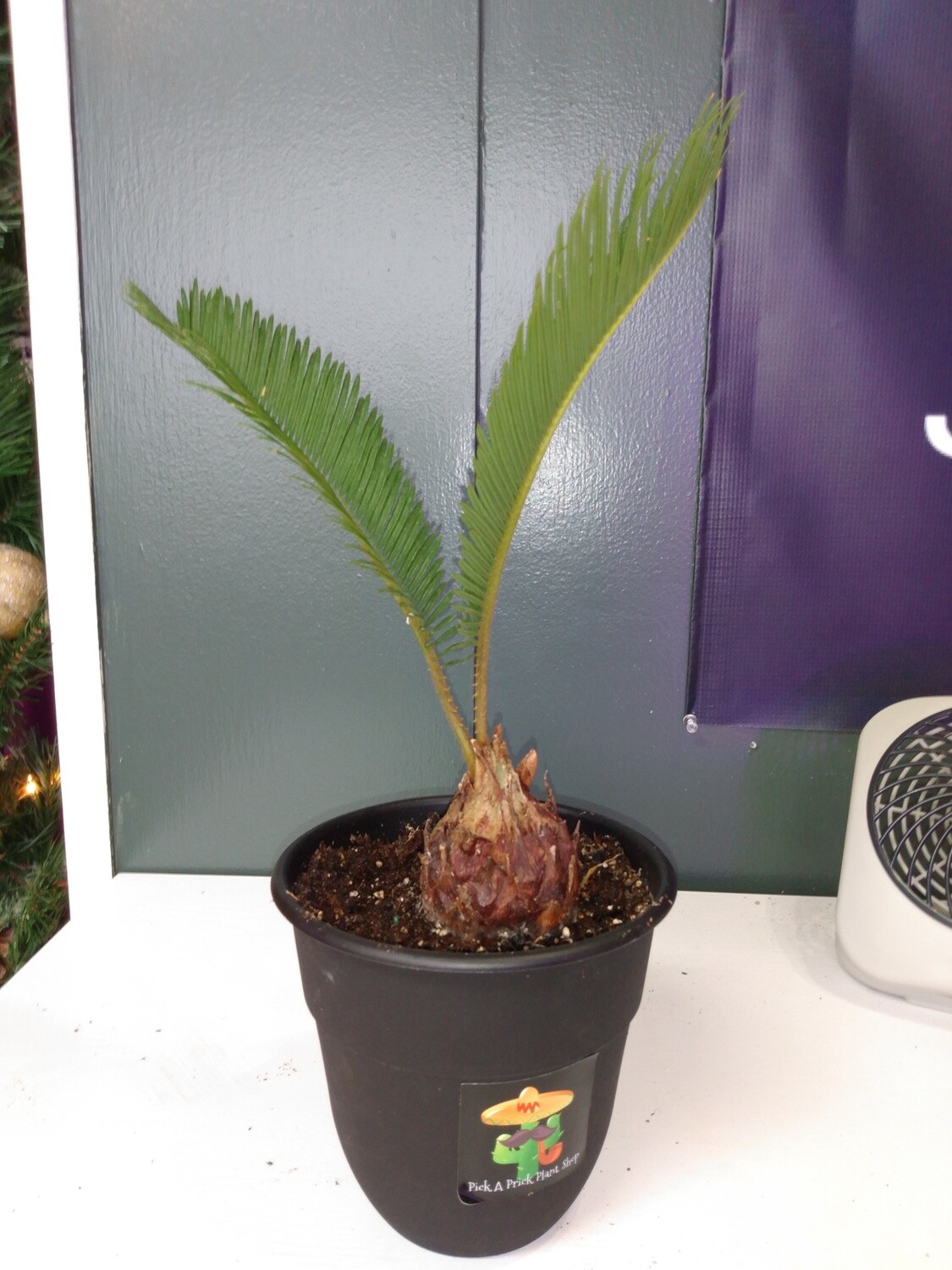 Sago Palm Tree