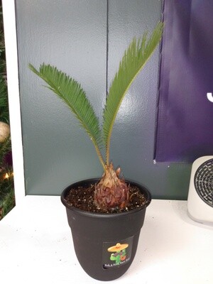 Sago Palm Tree