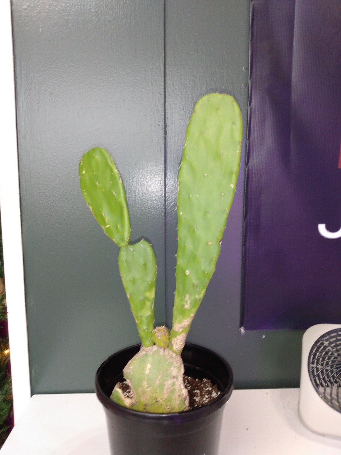 Spineless Prickly Pear Large
