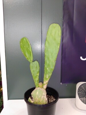 Spineless Prickly Pear Large