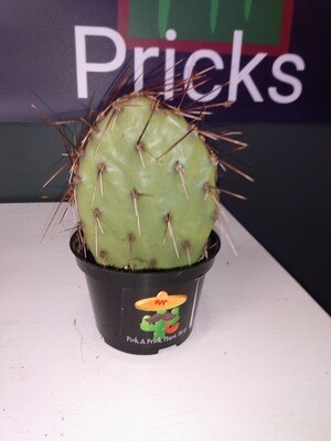 Opuntia Plum