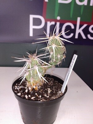 Opuntia Clavata V Major