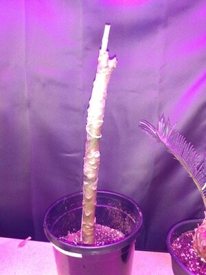 Plumeria Hawaii Rooted