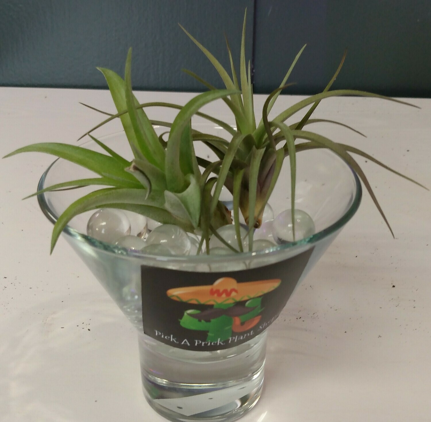 Air Plant  Double