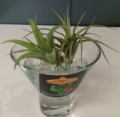 Air Plant  Double