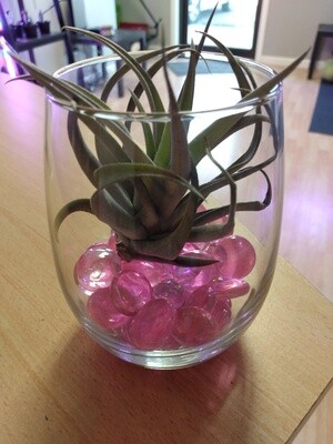 Air Plant Wine 1