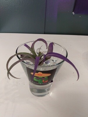 Purple Air Plant shot