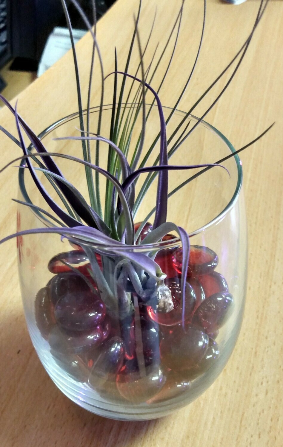 Air Plant Double Wine