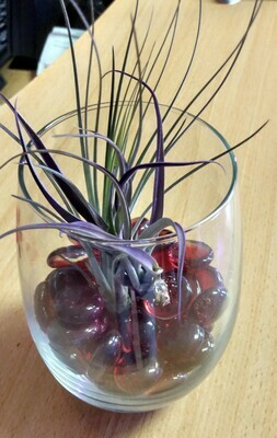 Air Plant Double Wine