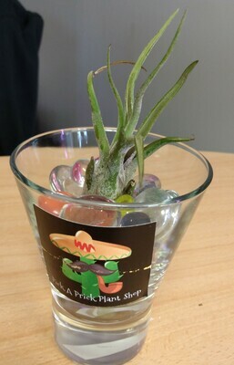 Air Plant 1 Shot