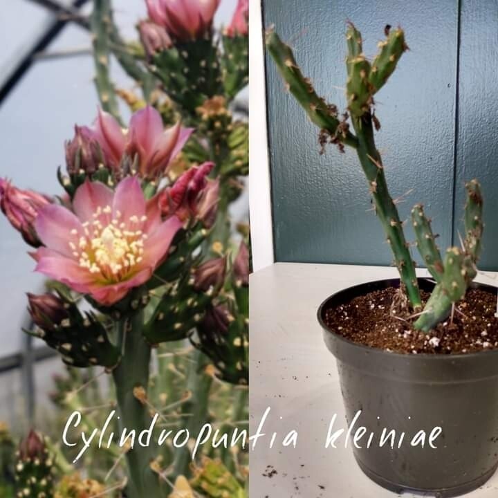 Cylindropuntia Kleiniae