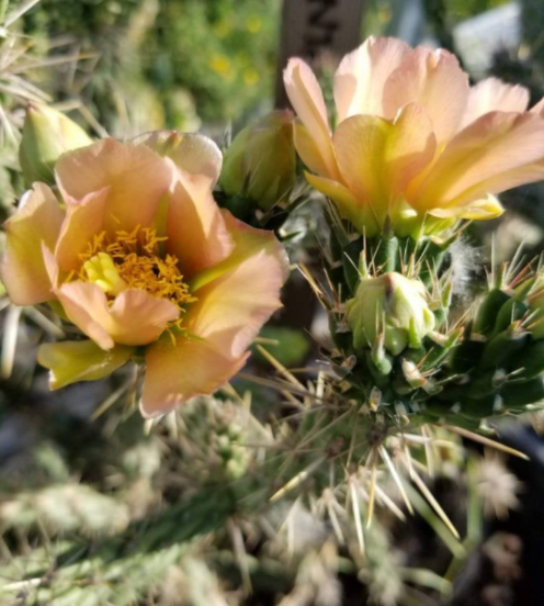 Cylindropuntia Viridiflora