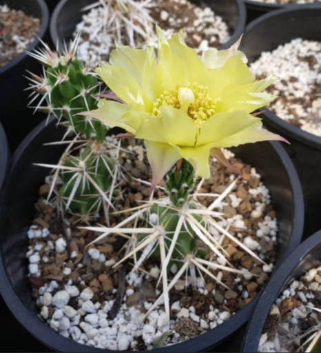 Opuntia Clavata V Major