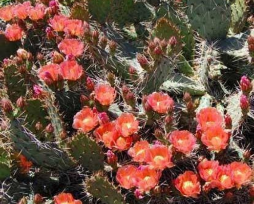 Opuntia Plum