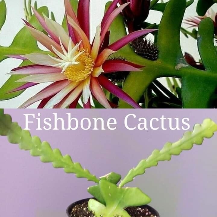 Fishbone Cactus