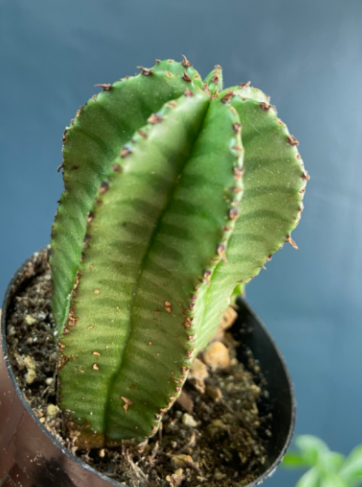 Tanzanian Zipper Plant