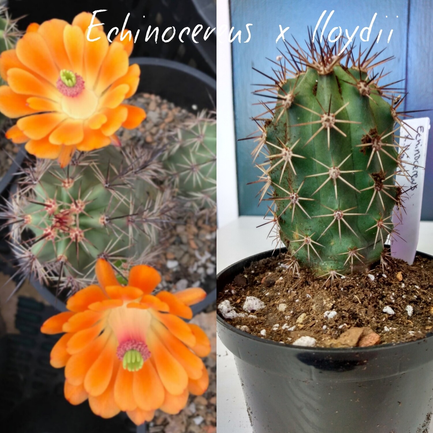 Echinocereu x lloydii