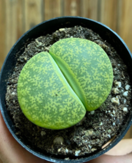 Lithops Living Stones