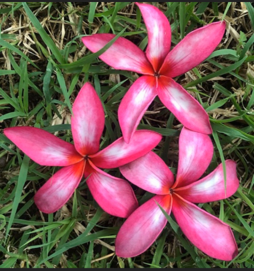 Plumeria Hawaii Rooted