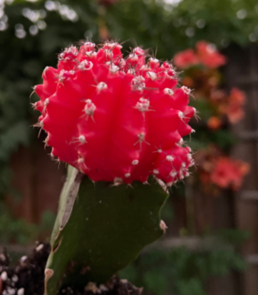 Grafted Moon Cactus