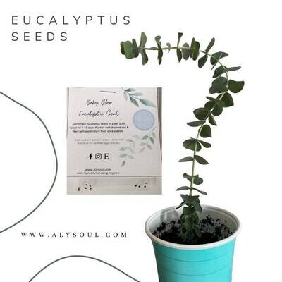 Eucalyptus bleu - Graines d’eucalyptus | Plantez votre propre eucalyptus à la maison, la plante d’intérieur d’eucalyptus | plante eucalyptus | Facile à cultiver