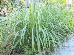 200 Lemon Grass Seeds - Cymbopogon Flexuosus ,Caribbean fever grass, Perennial !