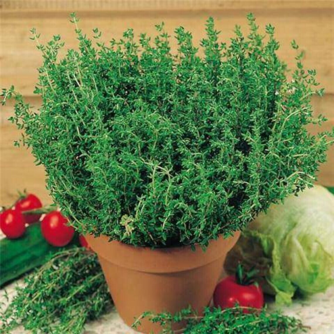 Thym Graines Biologiques + ÉTIQUETTE DE PLANTE CADEAU- Héritage, Polliné Ouvert, Non OGM, Thymus Vulgaris De Transylvanie