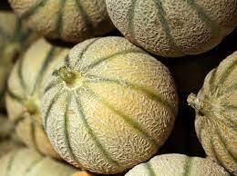 Melon Charentais 15 Graines / Seeds BIO