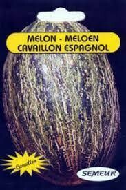 Melon Cavaillon Espagnol