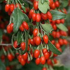 Goji (Lycium babarum) 10 Graine / Seed BIO