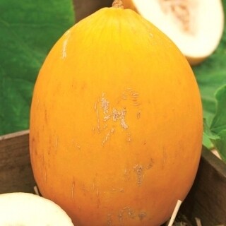 Melon Jaune Canari