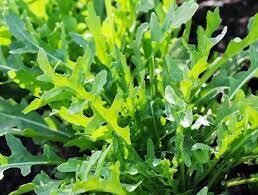 Roquette Sauvage 500 Graines / Seeds BIO