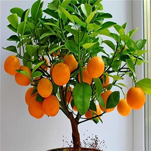 100pcs Seabuckthorn Seeds Fence Belt Plant Hippophae rhamnoides Seeds Bonsai Plants Seeds for Home &amp; Garden