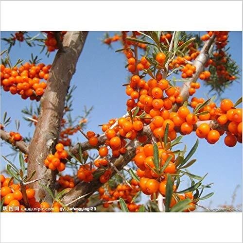 100pcs Seabuckthorn Seeds Fence Belt Plant Hippophae rhamnoides Seeds Bonsai Plants Seeds for Home &amp; Garden