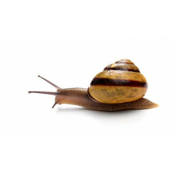 Soin complet à la bave d&#39;escargot